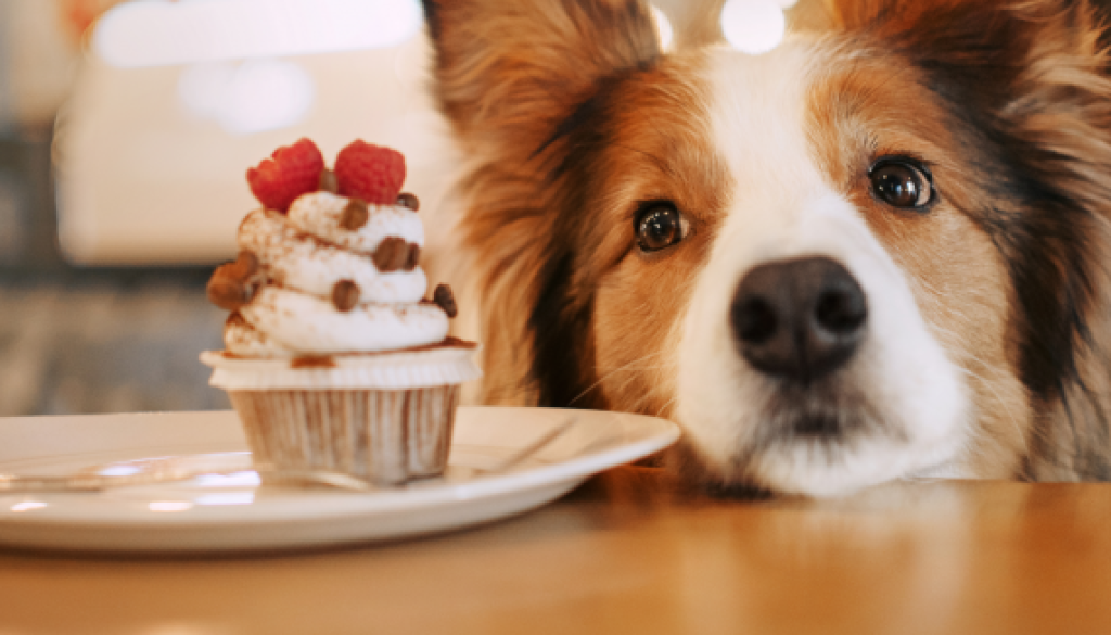 Alimentos prohibidos para tu perro