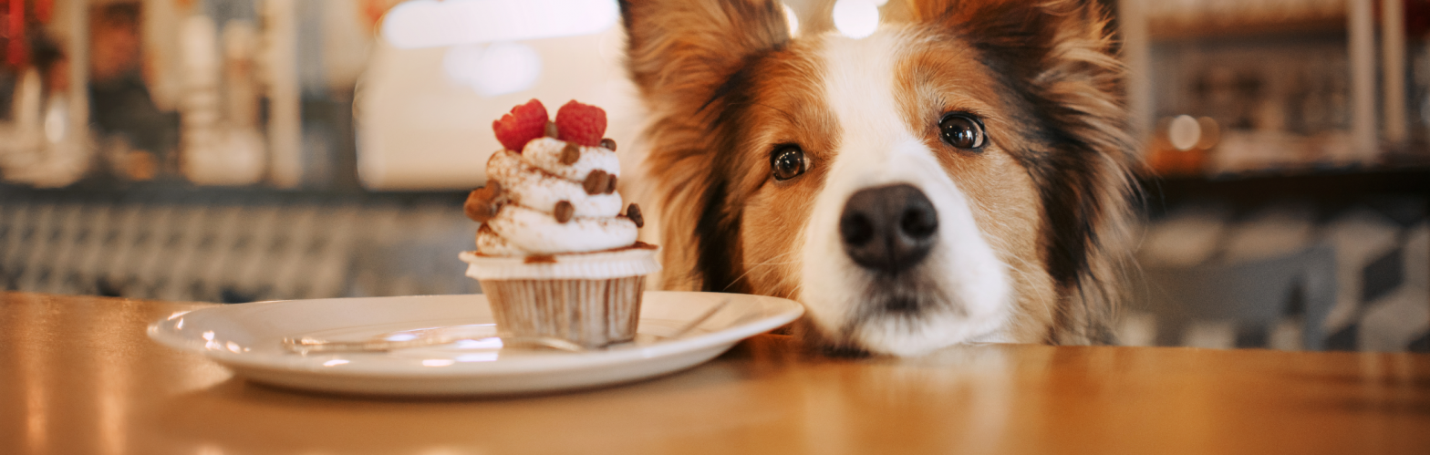 Alimentos prohibidos para tu perro