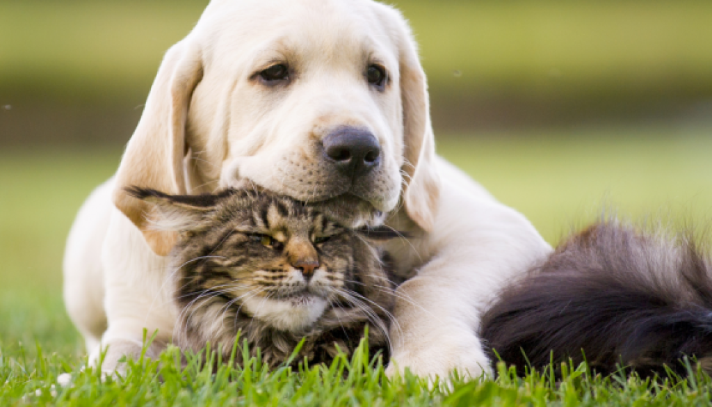 Desparasitación en perros y gatos