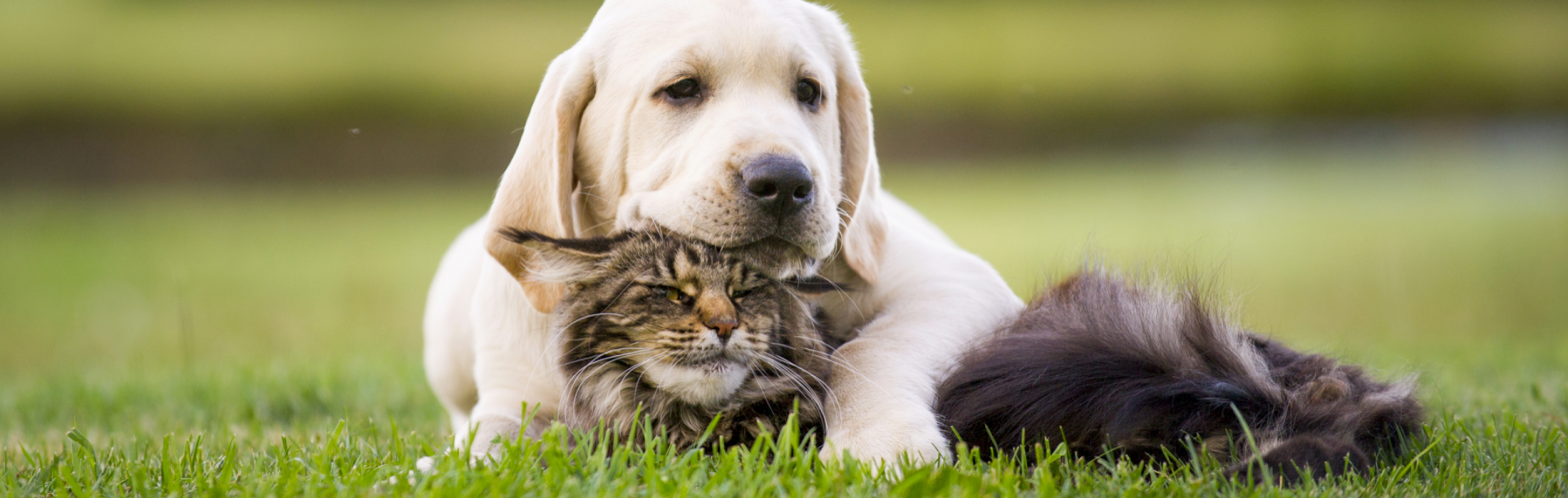 Desparasitación en perros y gatos