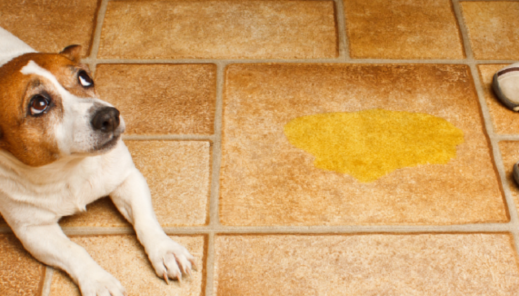 evitar perro orine en casa