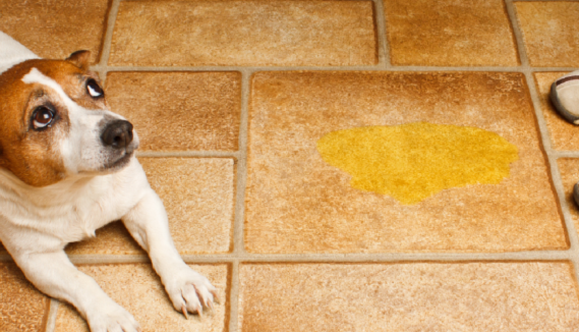 evitar perro orine en casa