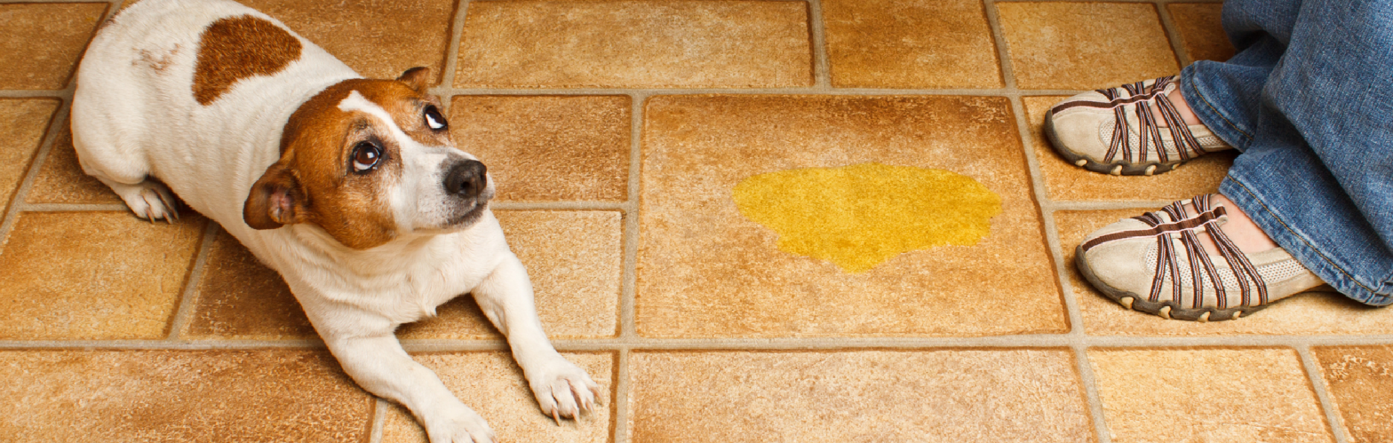 evitar perro orine en casa