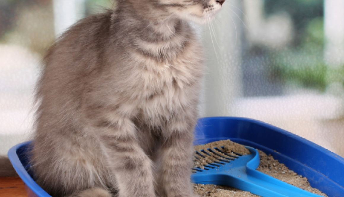 Cómo elegir la arena de gato ideal