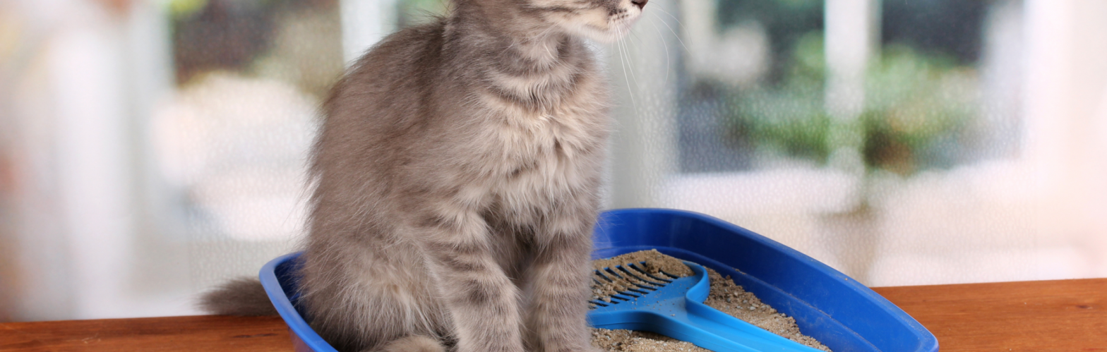 Cómo elegir la arena de gato ideal