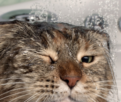 New Project - 2021-05-26T123404.412